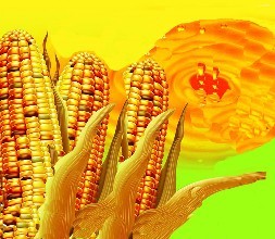 5月1日《玉米油》新國標(biāo)正式實(shí)施，包裝玉米油零