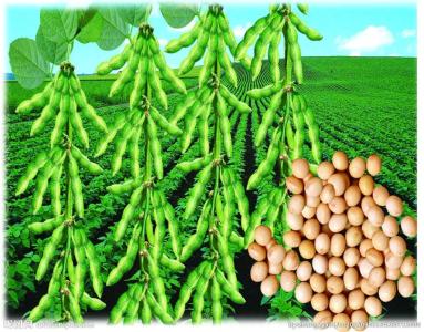 農(nóng)業(yè)農(nóng)村部：將指導(dǎo)東北地區(qū)落實(shí)好耕地輪作休